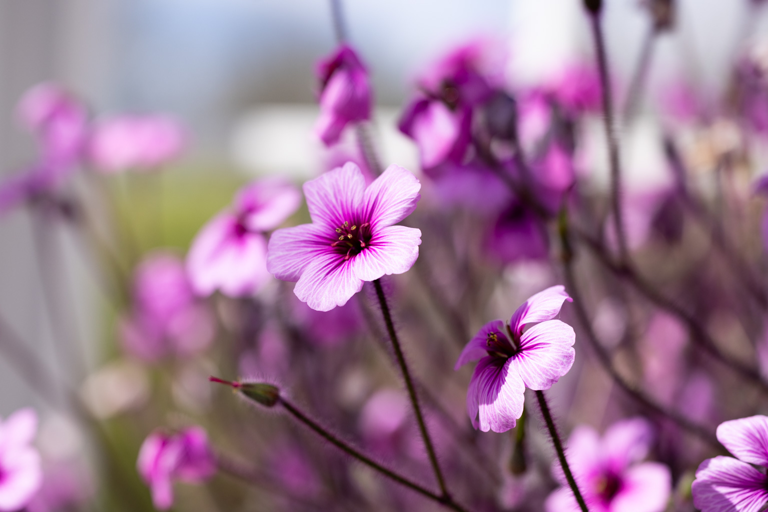 Vibrant purple-pink flowers in soft focus, with one detailed bloom in the foreground. Soft light and bokeh create a serene mood.