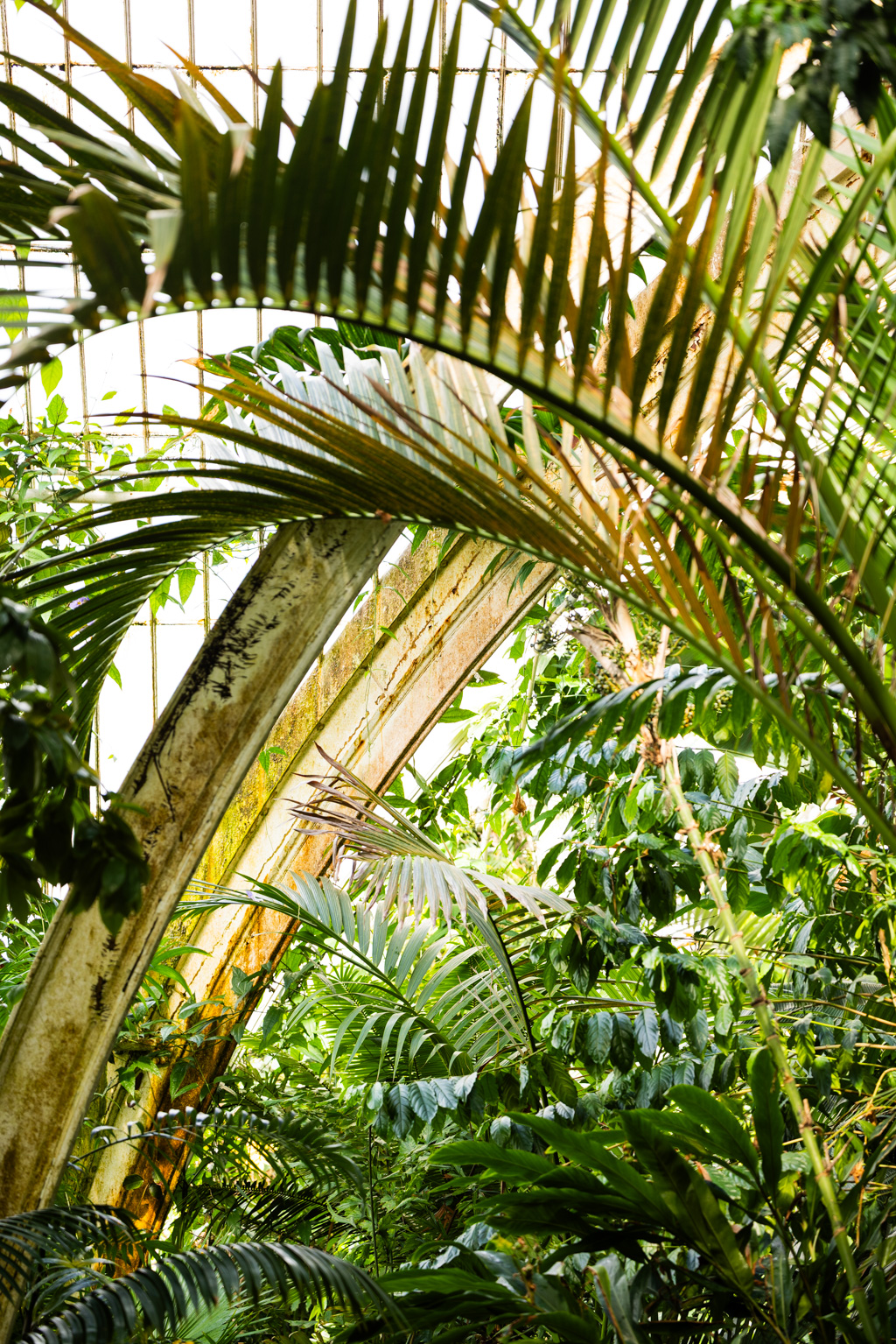 Lush green tropical plants and palm fronds fill an old greenhouse. Bright light highlights weathered arches and dense, vibrant foliage.