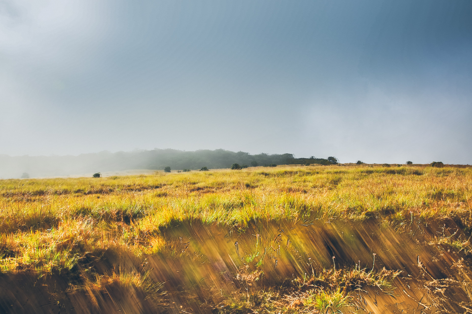 Hazy sky over a field of sun-streaked golden grass leading to a distant forest, evoking a serene, atmospheric mood.