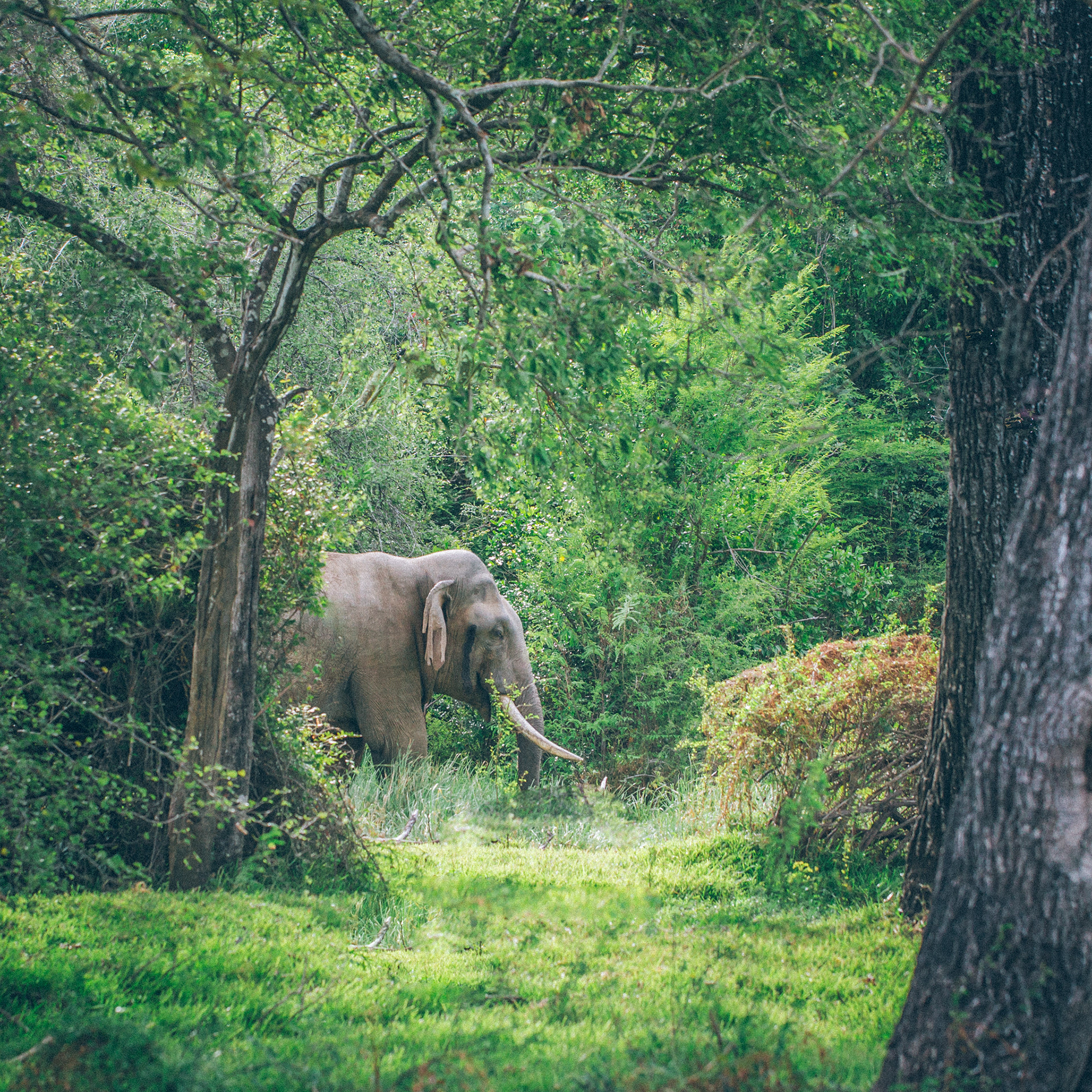 Majestic elephant with long tusks steps into a vibrant green, sun-dappled forest clearing, a tranquil wildlife scene.