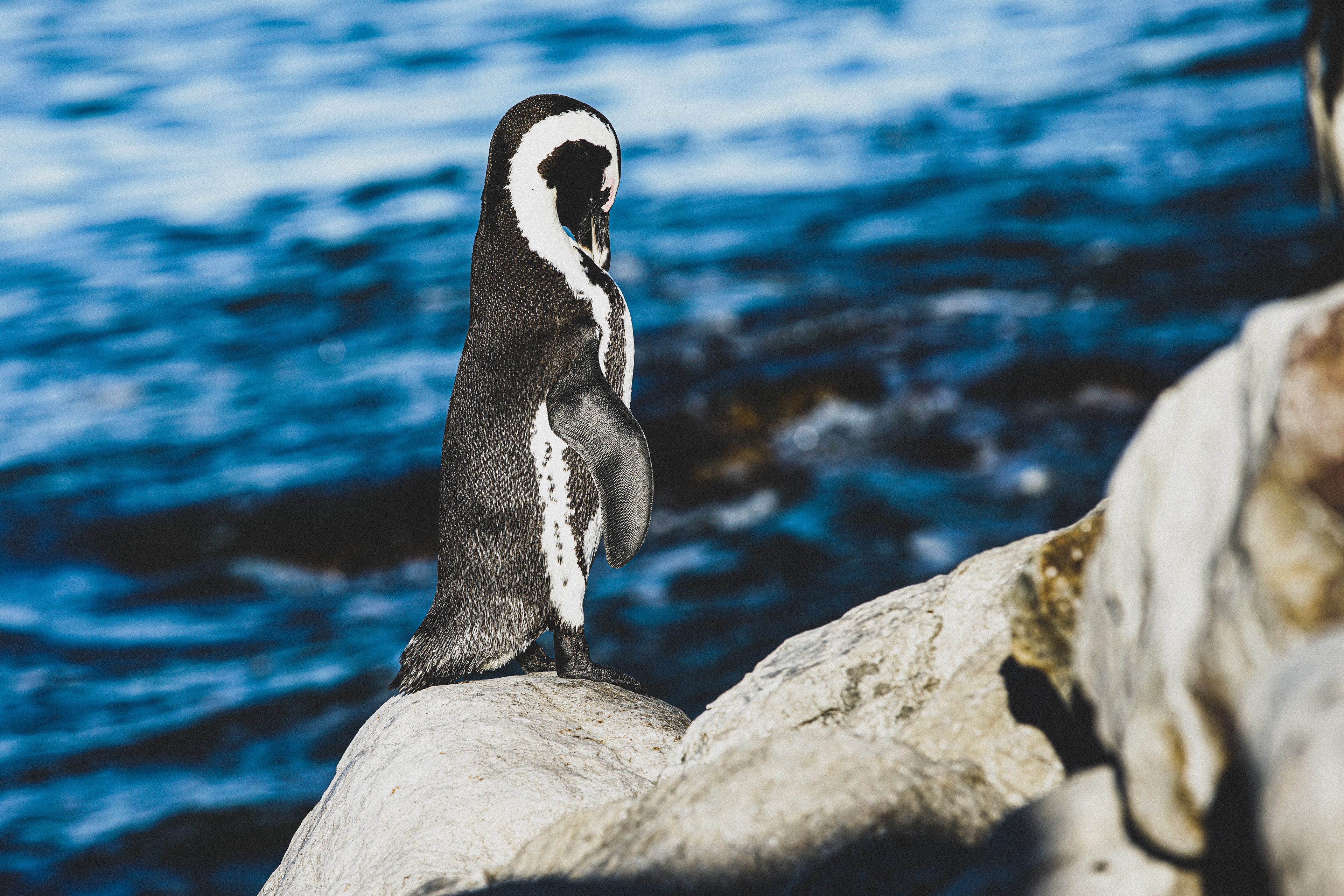 Close-up of a black & white Magellanic penguin with a white stripe, head tucked on a rock, blurred vibrant blue ocean.